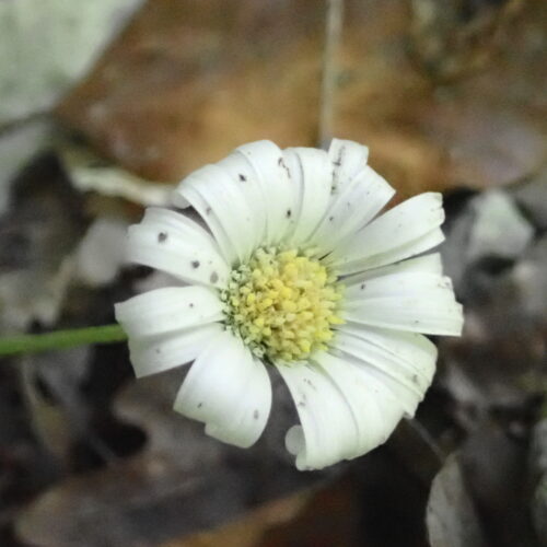 Bellidiastrum Michelii3 Lame Facibelle 17 05 26