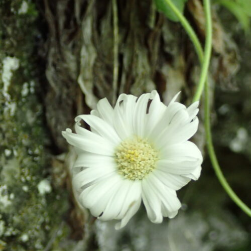 Bellidiastrum Michelii4 Lame Facibelle 17 05 26