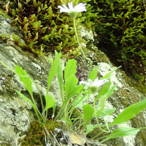 Bellidiastrum Michelii5 Lame Facibelle 17 05 26