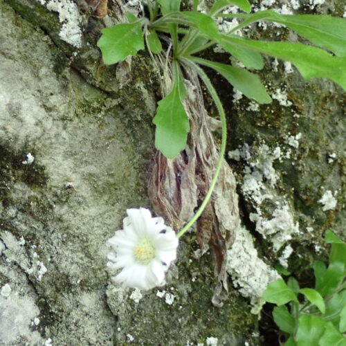 Bellidiastrum Michelii6 Lame Facibelle 17 05 26