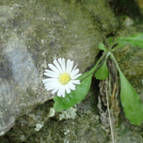 Bellidistrum Michelii1 Lame Facibelle 17 05 26