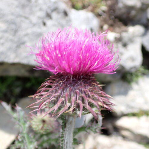 Carduus Nigrescens Lame Facibelle 17 05 26