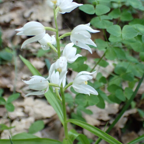Cephalantera Longifolia 4Lame Facibelle 17 05 26