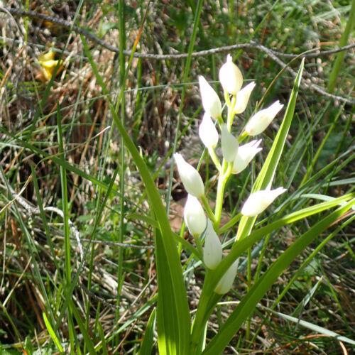 Cephalantera Longifolia Lame Facibelle 17 05 26