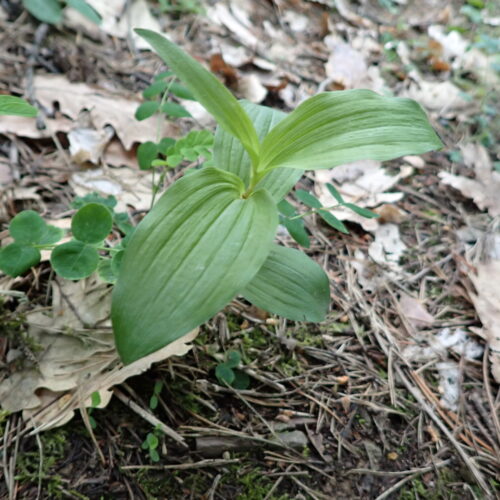 Cephalanthera Damasonium Feuilles Lame Facibelle 17 05 26