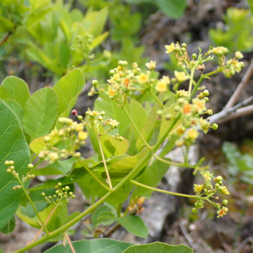 Cotinus Coggygria Fleurs1 Lame Facibelle 17 05 26