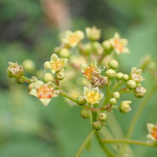 Cotinus Coggygria Fleurs2 Lame Facibelle 17 05 26