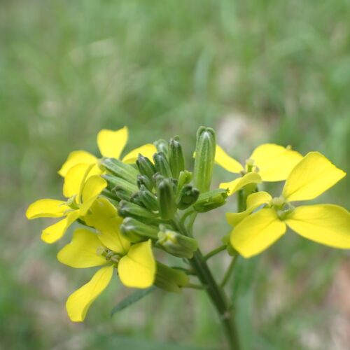 Erysimum Sp Lame Facibelle 17 05 26