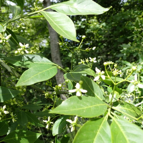Euonymus Europaeus Fleurs1 Lame Facibelle 17 05 26
