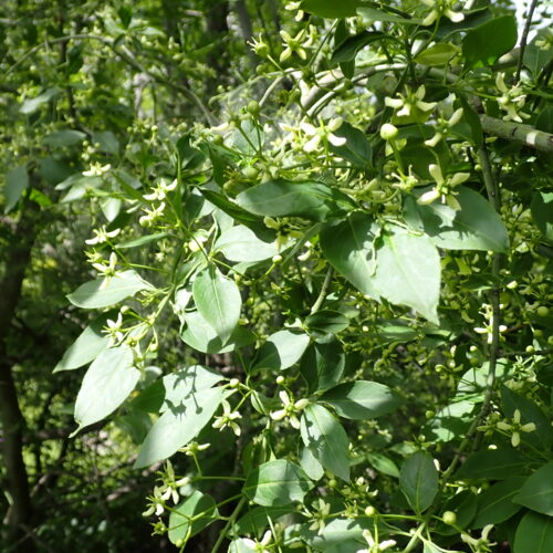 Euonymus Europaeus Fleurs2 Lame Facibelle 17 05 26