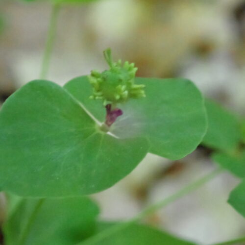 Euphorbia Dulcis2 Lame Facibelle 17 05 26