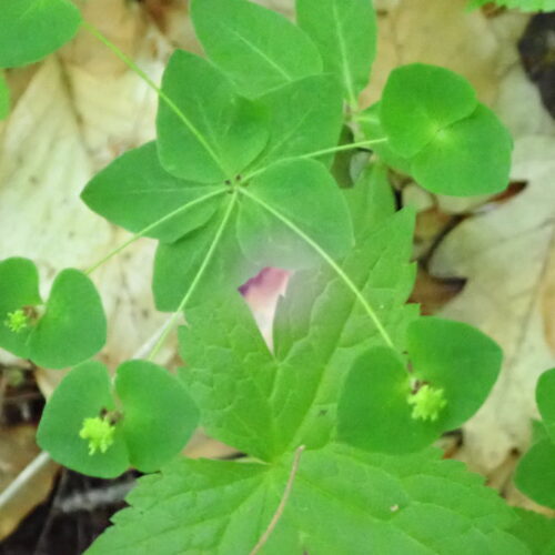 Euphorbia Dulcis Lame Facibelle 17 05 26