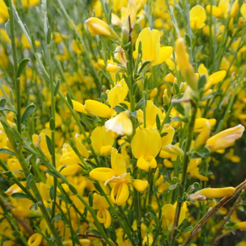 Genista Cinerea1 Lame Facibelle 17 05 26