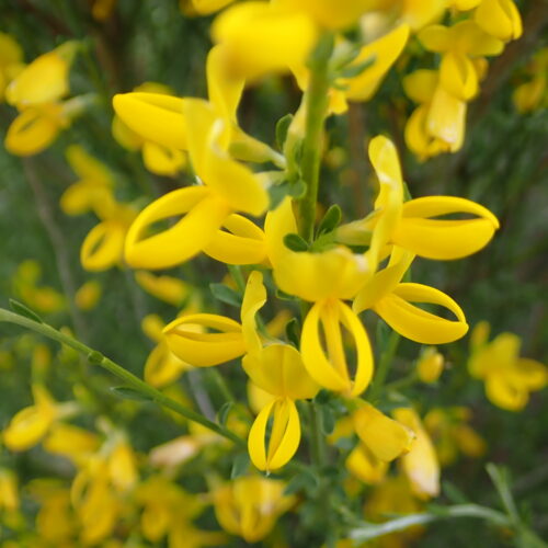Genista Cinerea2 Lame Facibelle 17 05 26