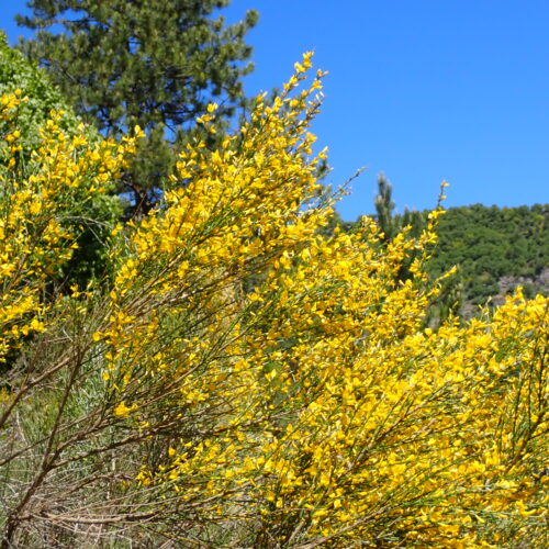 Genista Cinerea Lame Facibelle 17 05 26