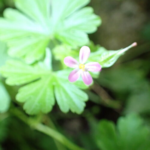 Geranium Lucidum1 Lame Facibelle 17 05 26