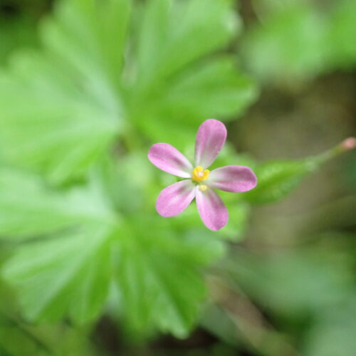 Geranium Lucidum2 Lame Facibelle 17 05 26