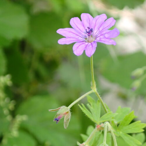 Geranium Pyrenaicum Lame Facibelle 17 05 26