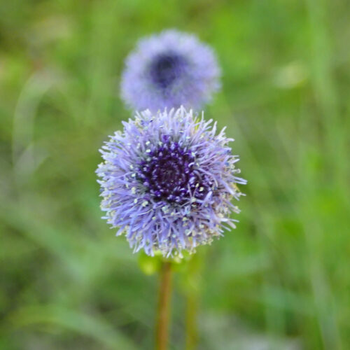 Globularia Bisnagarica Lame Facibelle 17 05 26