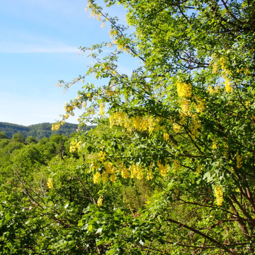 Laburnum Anagyroides1 Lame Facibelle 17 05 26