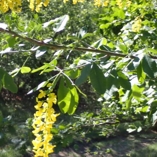 Laburnum Anagyroides2 Lame Facibelle 17 05 26