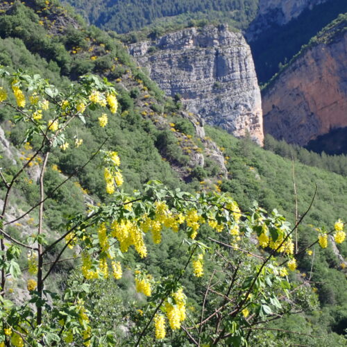 Laburnum Anagyroides3 Lame Facibelle 17 05 26