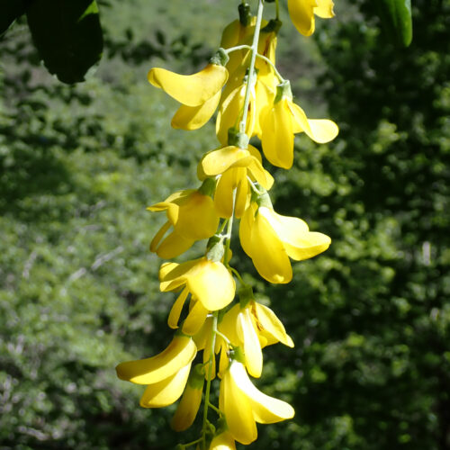Laburnum Anagyroides4 Lame Facibelle 17 05 26