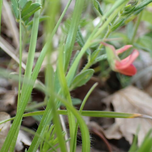 Lathyrus Sphaericus Lame Facibelle 17 05 26