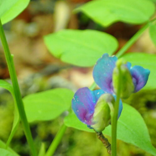 Lathyrus Vernus1 Lame Facibelle 17 05 26