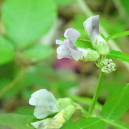Lathyrus Vernus2 Lame Facibelle 17 05 26