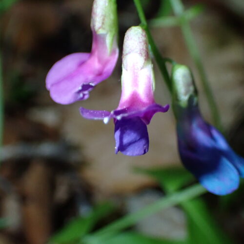 Lathyrus Vernus4 Lame Facibelle 17 05 26