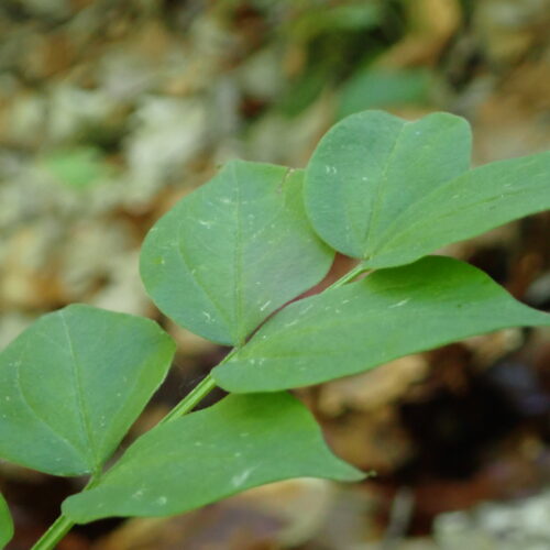 Lathyrus Vernus Feuille Lame Facibelle 17 05 26