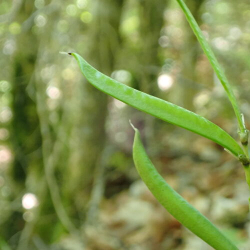 Lathyrus Vernus Gousse Lame Facibelle 17 05 26