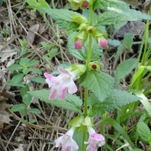 Melittis Mellissophyllum