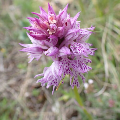 Neotina Tridentata3 Lame Facibelle 17 05 26