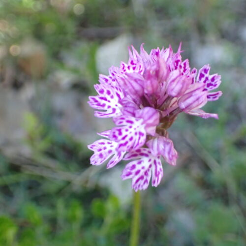 Neotina Tridentata Lame Facibelle 17 05 26