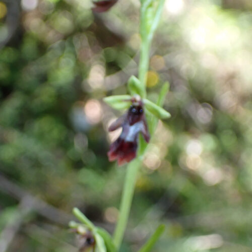 Ophrys Insectifera1 Lame Facibelle 17 05 26