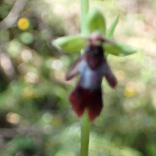 Ophrys Insectifera2 Lame Facibelle 17 05 26