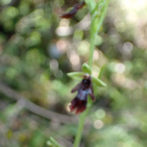Ophrys Insectifera3 Lame Facibelle 17 05 26