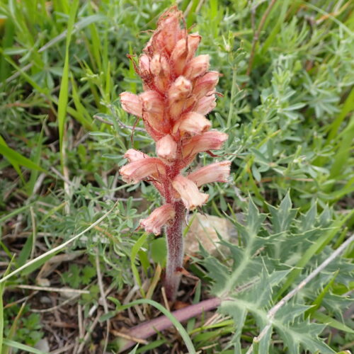 Orobanche Amethystea Orobanche Du Panicaut Lame Facibelle 17 05 26