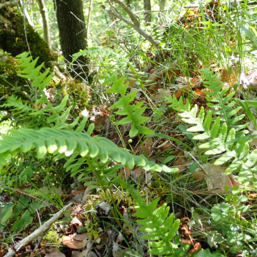 Polypodium Vulgare1Lame Facibelle 17 05 26