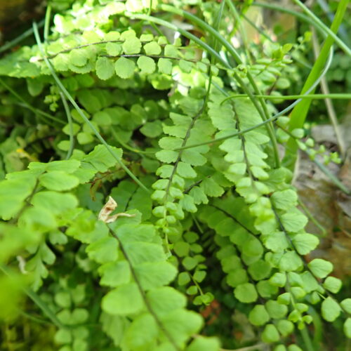 Polypodium Vulgare2Lame Facibelle 17 05 26
