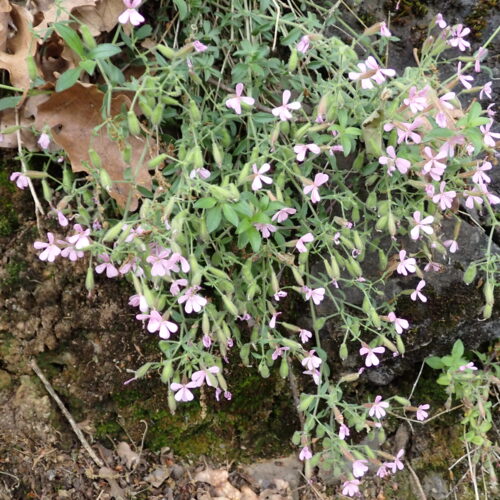 Saponaria Ocymoides Lame Facibelle 17 05 26