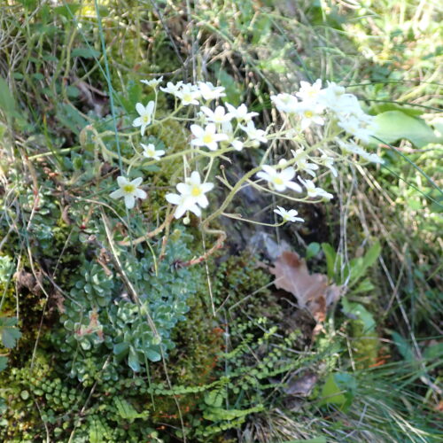 Saxifraga Paniculata Lame Facibelle 17 05 26