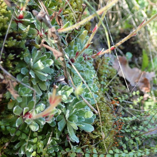 Saxifraga Paniculata Rosette Lame Facibelle 17 05 26