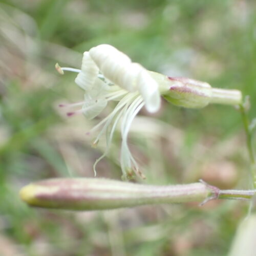 Silene Italica2 Lame Facibelle 17 05 26
