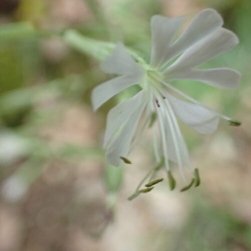Silene Italica Lame Facibelle 17 05 26