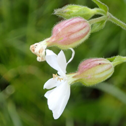 Silene Latifolia Lame Facibelle 17 05 26