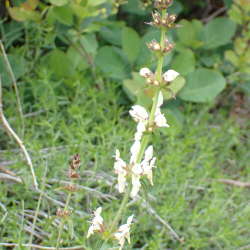 Stachys Recta Lame Facibelle 17 05 26