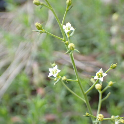 Thesium Humifusum Lame Facibelle 17 05 26
